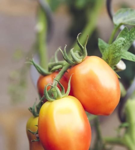 About farming04 free img